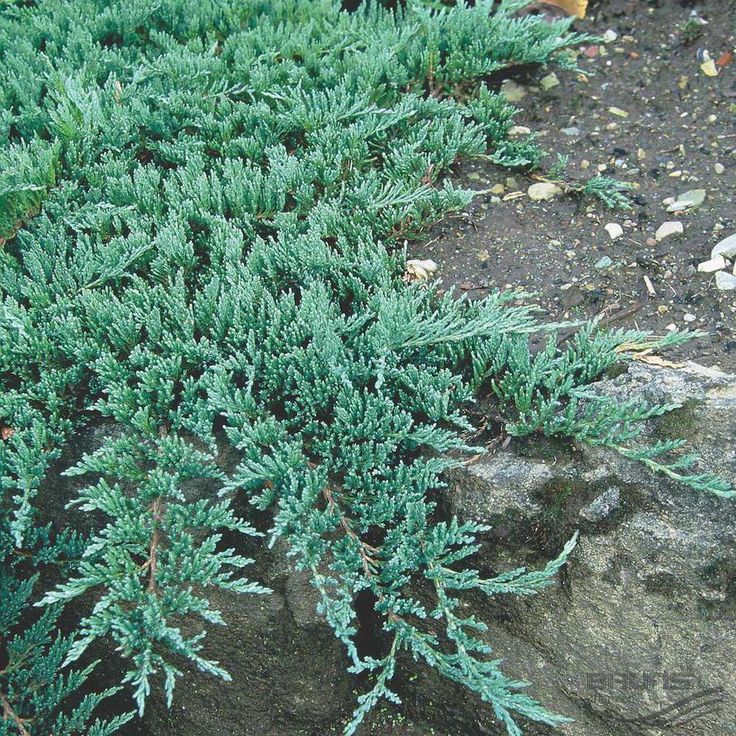 Creeping Juniper Glauca (Juniperus horizontalis) - Ladybird Nursery