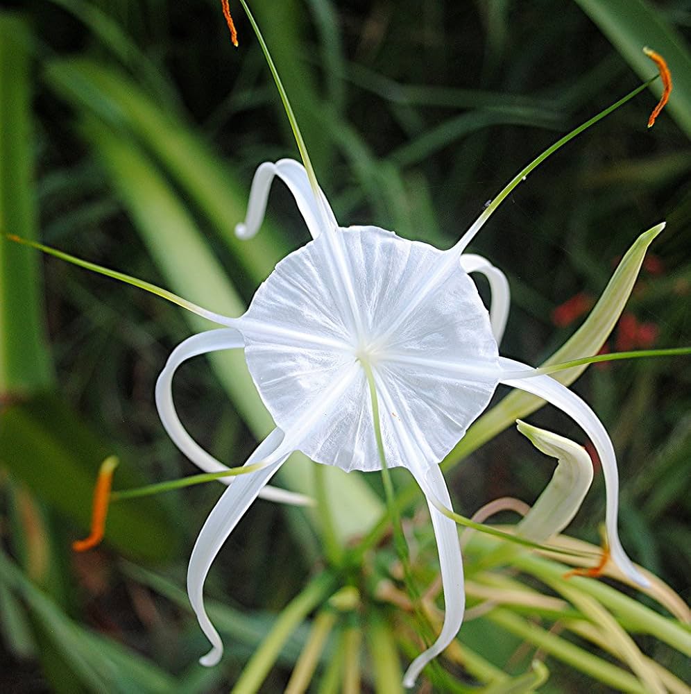 Spider Lily Beach (Hymenocallis littoralis) - Ladybird Nursery