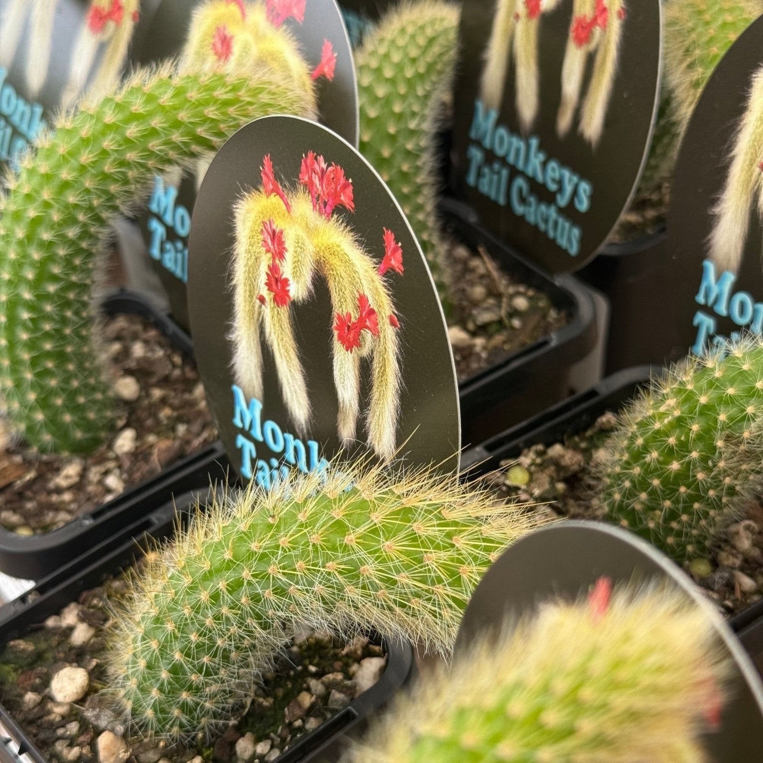 Monkey Tail Cactus - Ladybird Nursery