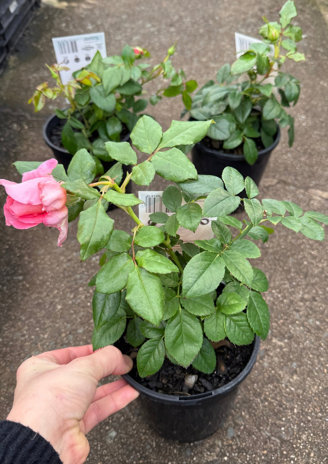 Rosa Terrazza® Scented Peach (Rosa) - Ladybird Nursery