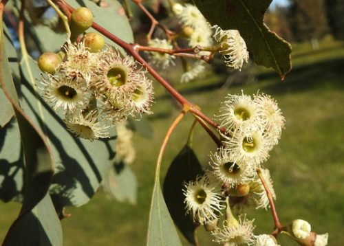 Red Box (Eucalyptus polyanthemos) - Ladybird Nursery