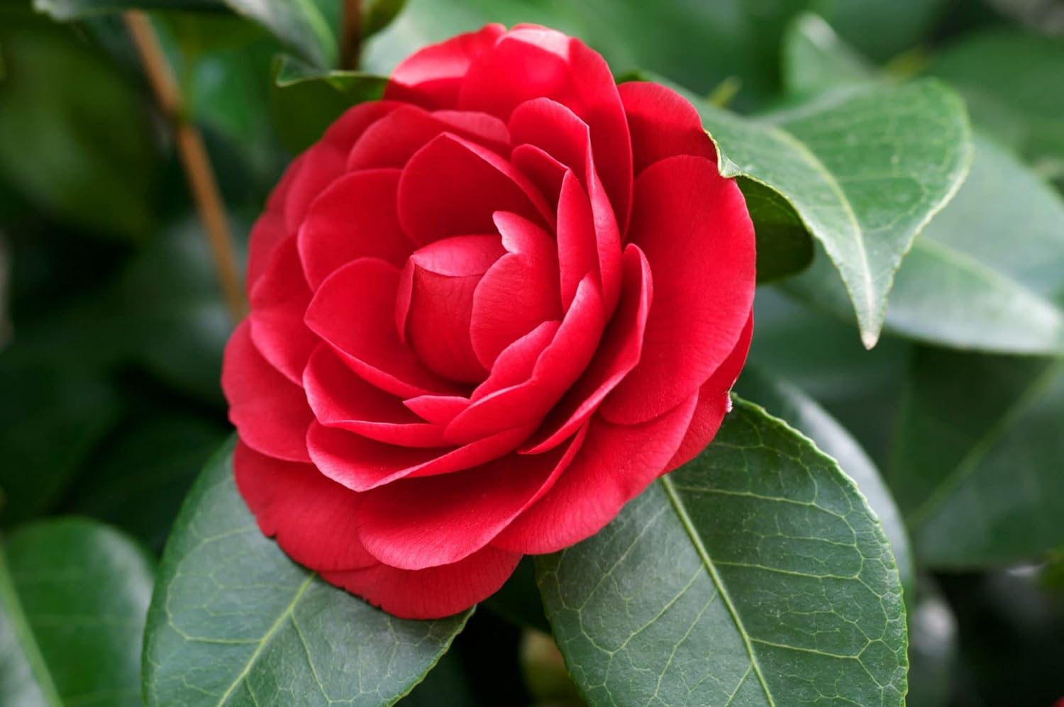 Camellia Desire (Camellia japonica) - Ladybird Nursery