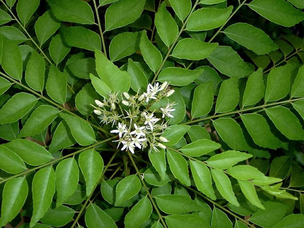 buy murraya koenigii plant Curry Tree (Murraya koenigii) Fruit Tree – Buy Now! – Ladybird Nursery