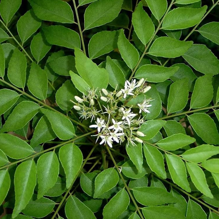 Curry Tree (Murraya koenigii) - 200mm Pot - Ladybird Nursery