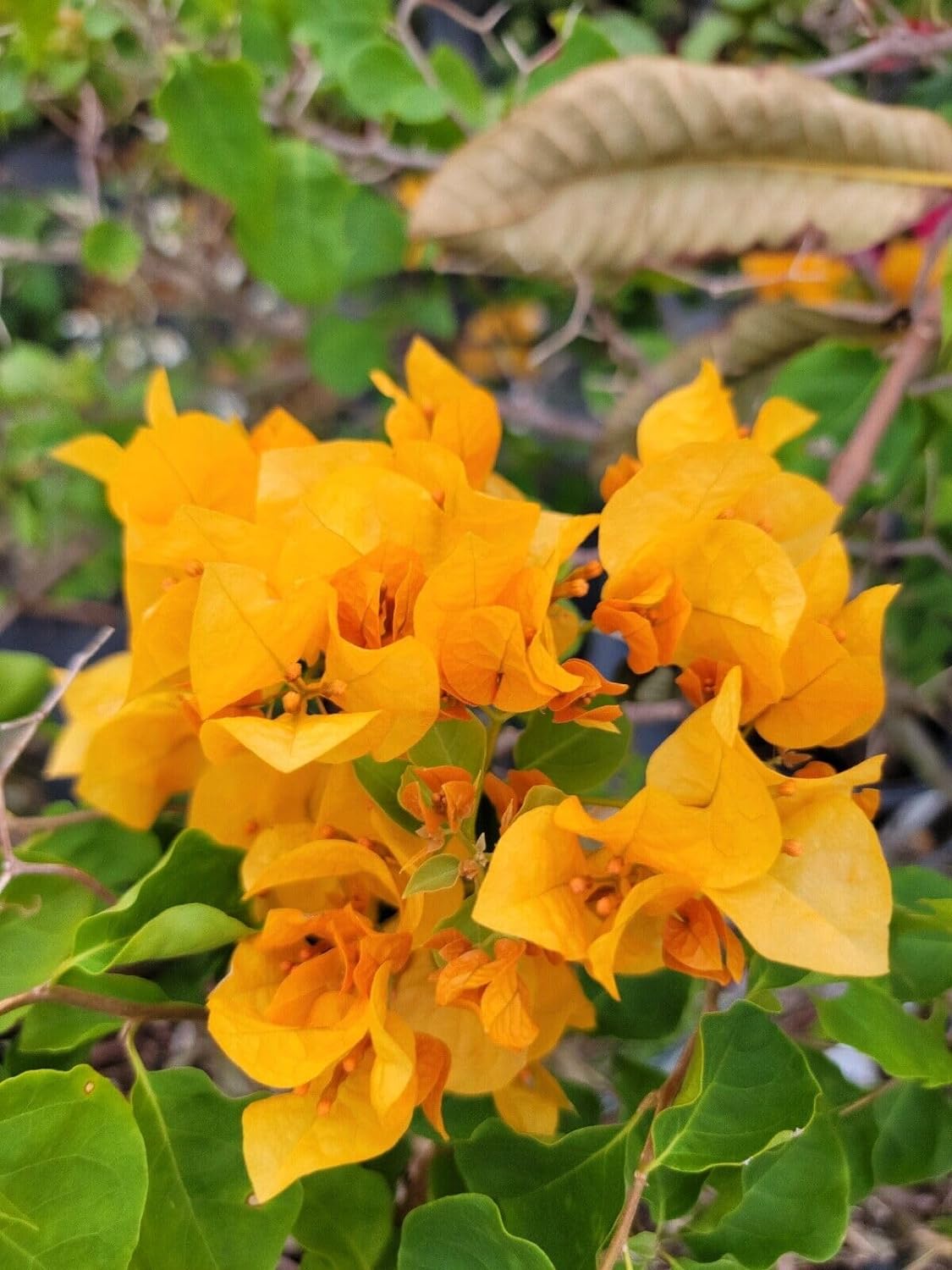 Bougainvillea Golden Dragon (Bougainvillea glabra) - Ladybird Nursery