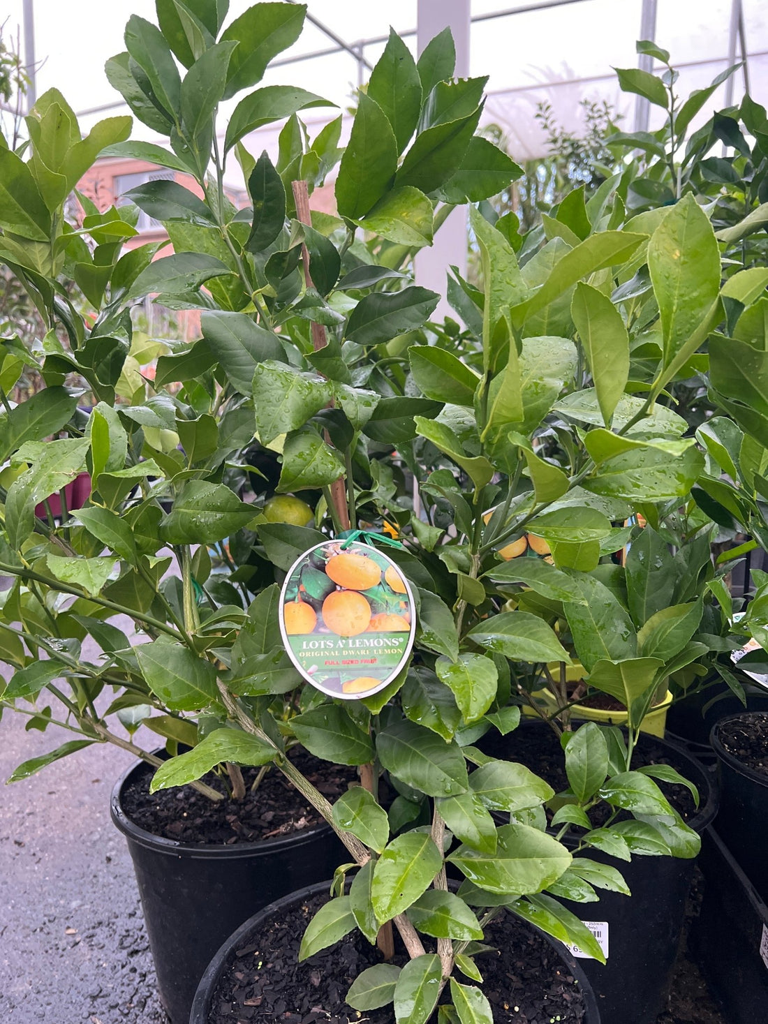 Lotsa Lemons - 250mm Pot (Pickup Only) - Ladybird Nursery