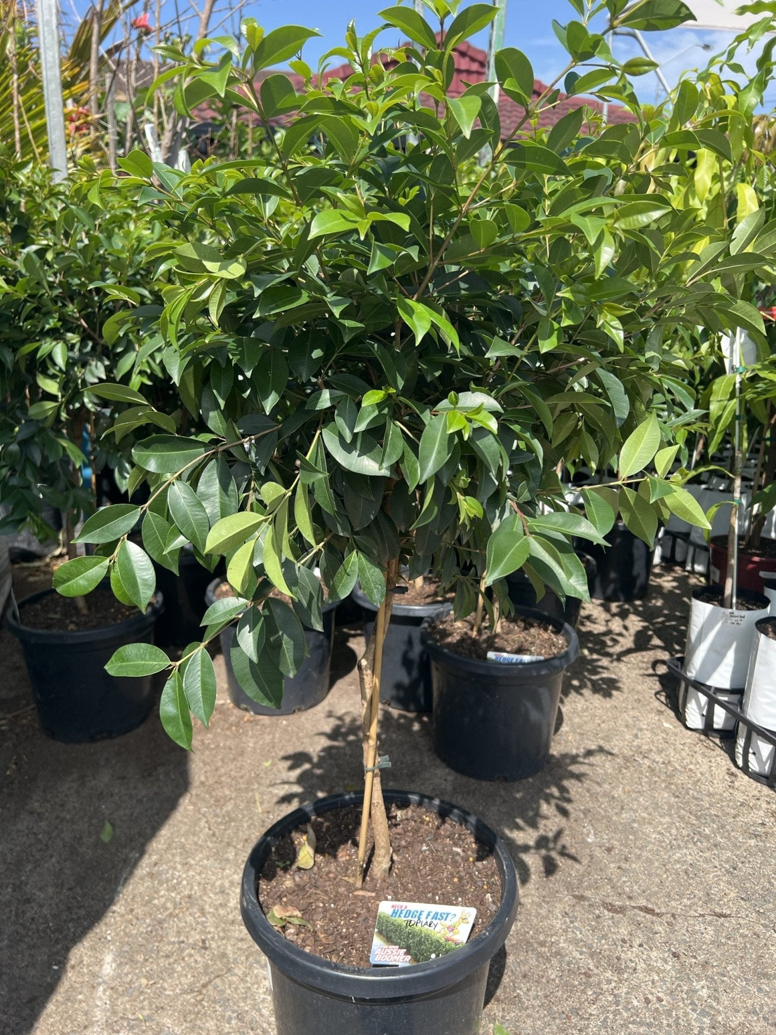 Lilly Pilly Aussie Boomer Topiary 300mm Pots (PICKUP ONLY) - Ladybird Nursery