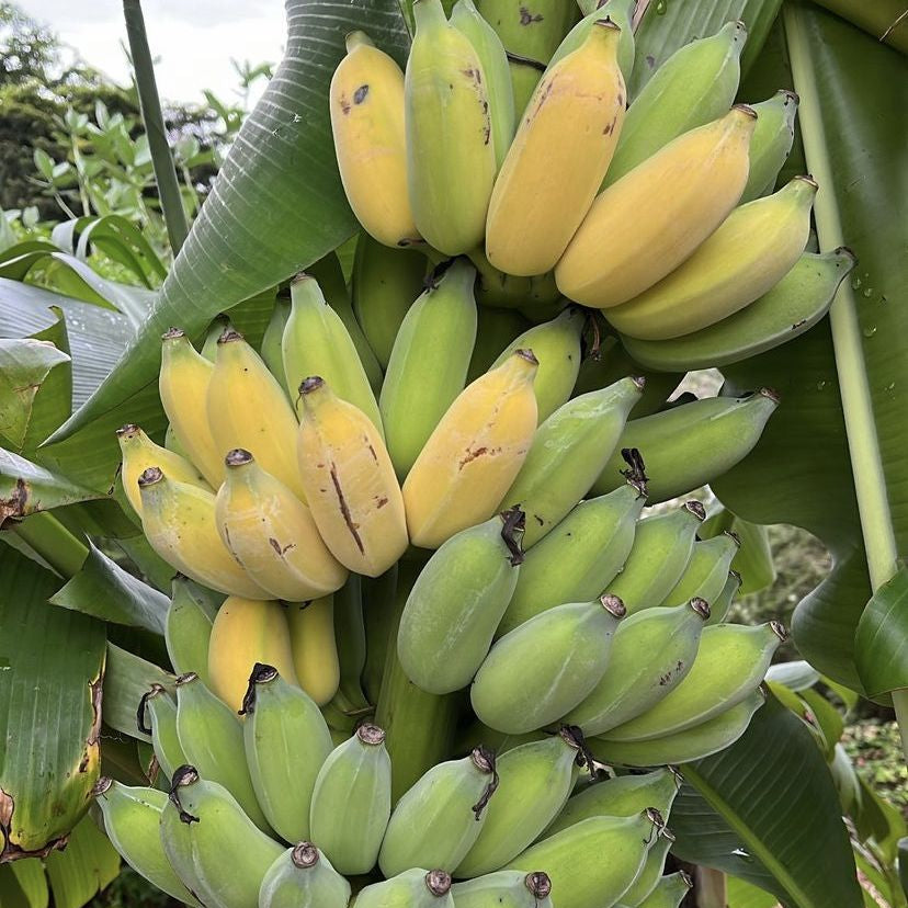 Dwarf Lady Finger Banana (QLD Only) - Ladybird Nursery