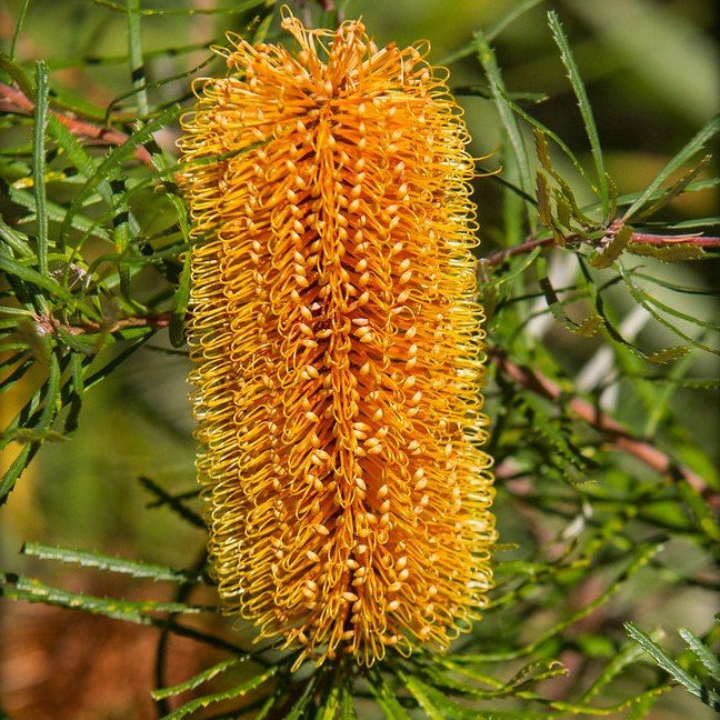 Banksia 'Bold and Gold' (Banksia spinulosa) - Ladybird Nursery