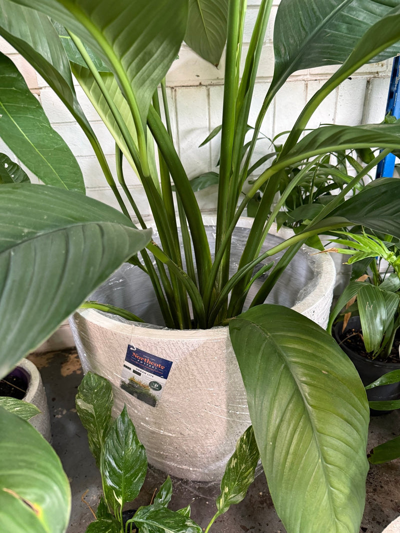 Pot 'Slate Egg White' Size 1 (PICK UP ONLY) - Ladybird Nursery