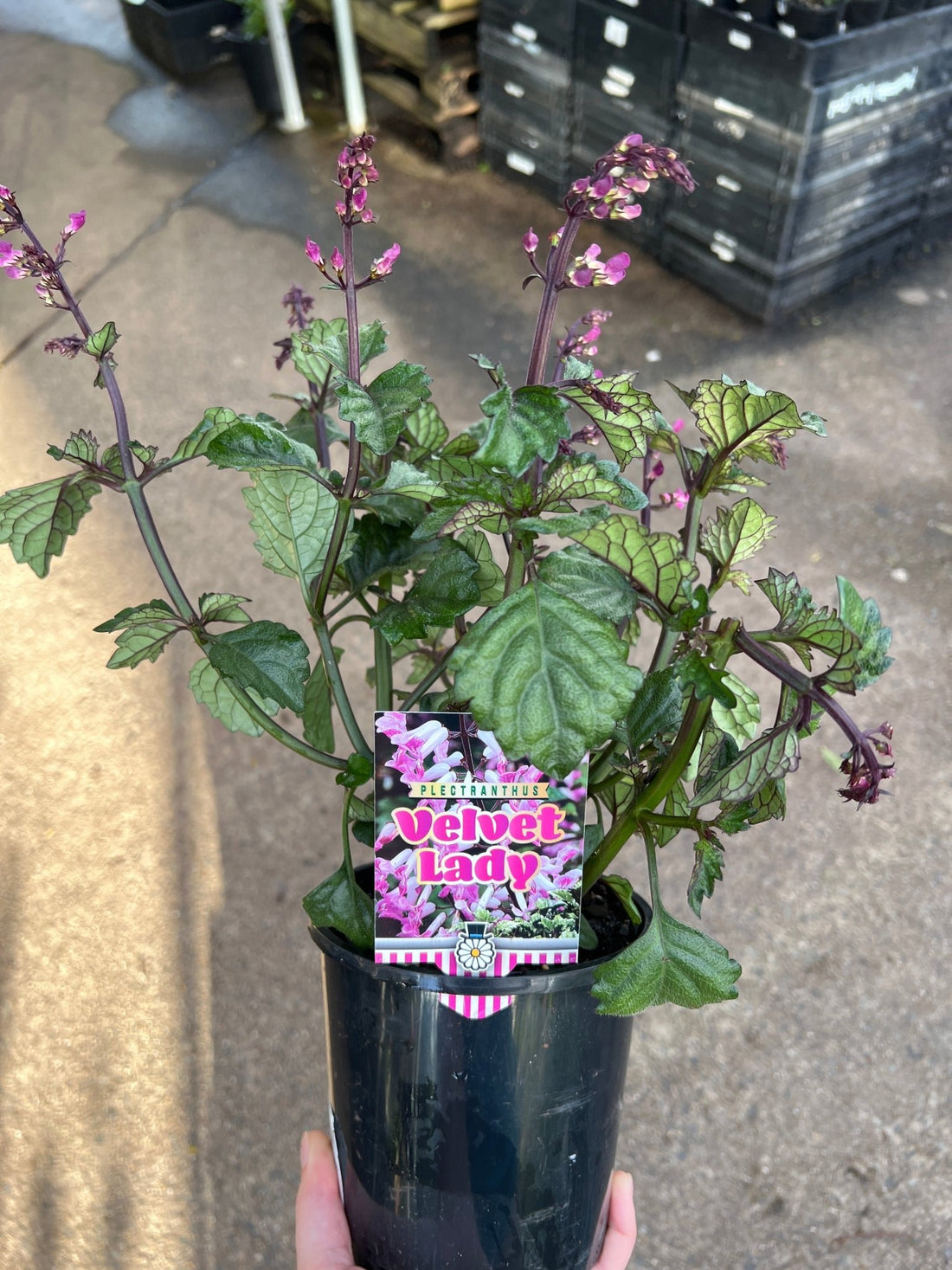Plectranthus 'Velvet Lady' - Ladybird Nursery