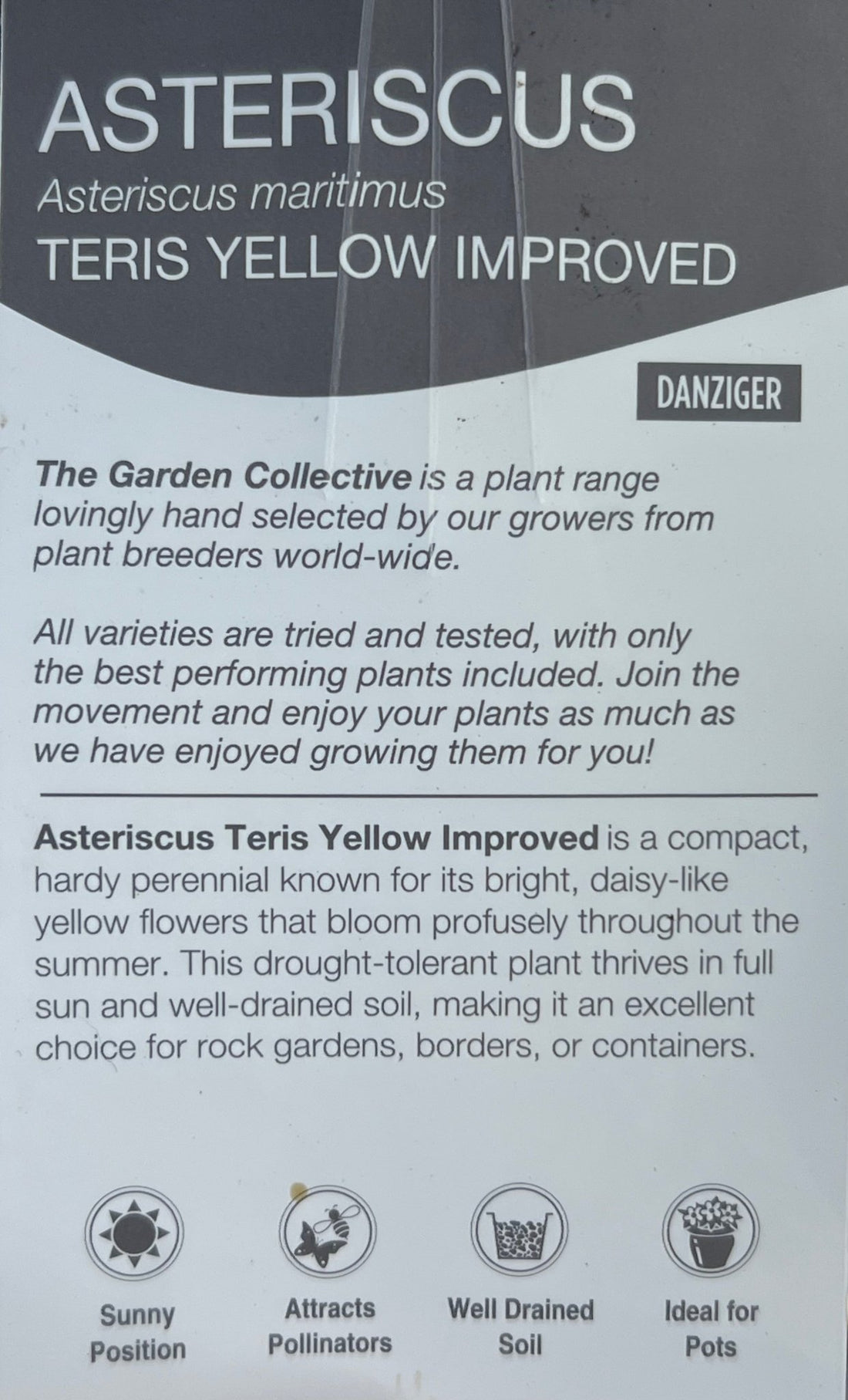 Asteriscus maritimus 'Teris Yellow Improved' - Ladybird Nursery