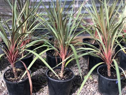 Cordyline Sundance (Cordyline australis) - Ladybird Nursery