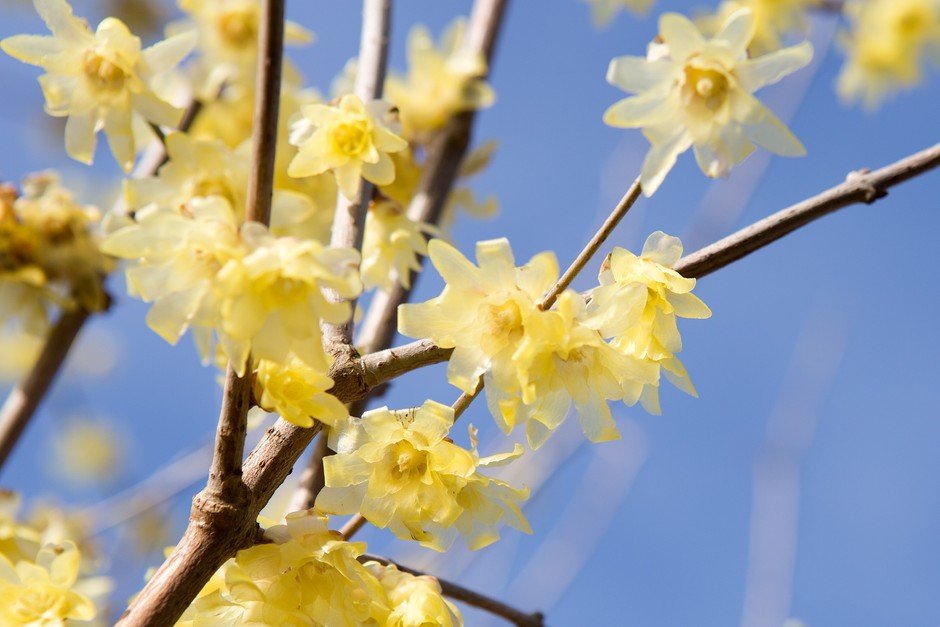 Wintersweet (Chimonanthus praecox) - Ladybird Nursery