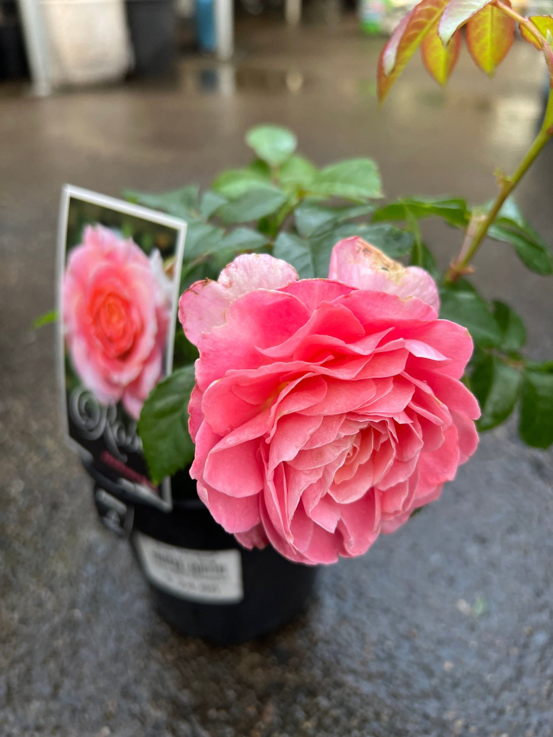 Rose Fragrance King (Rosa) - Ladybird Nursery