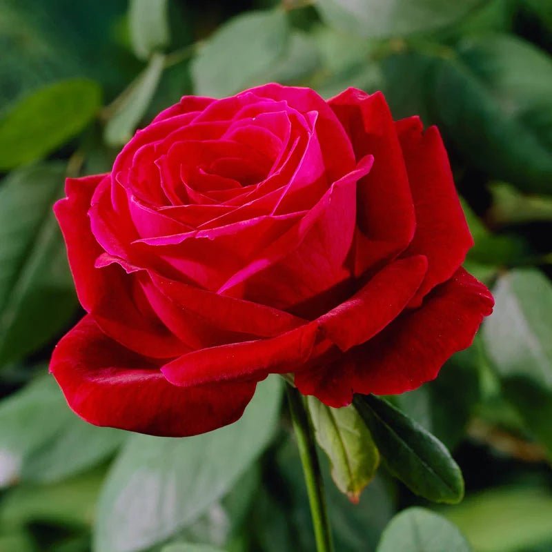 Rose 'Mr Lincoln' - Ladybird Nursery