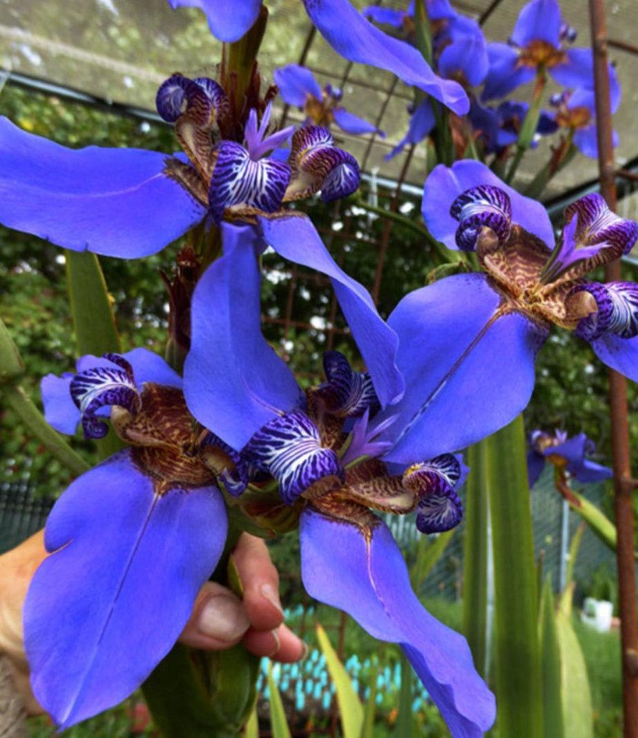Walking Iris Indigo Bue (Neomarica caerulea) - Ladybird Nursery