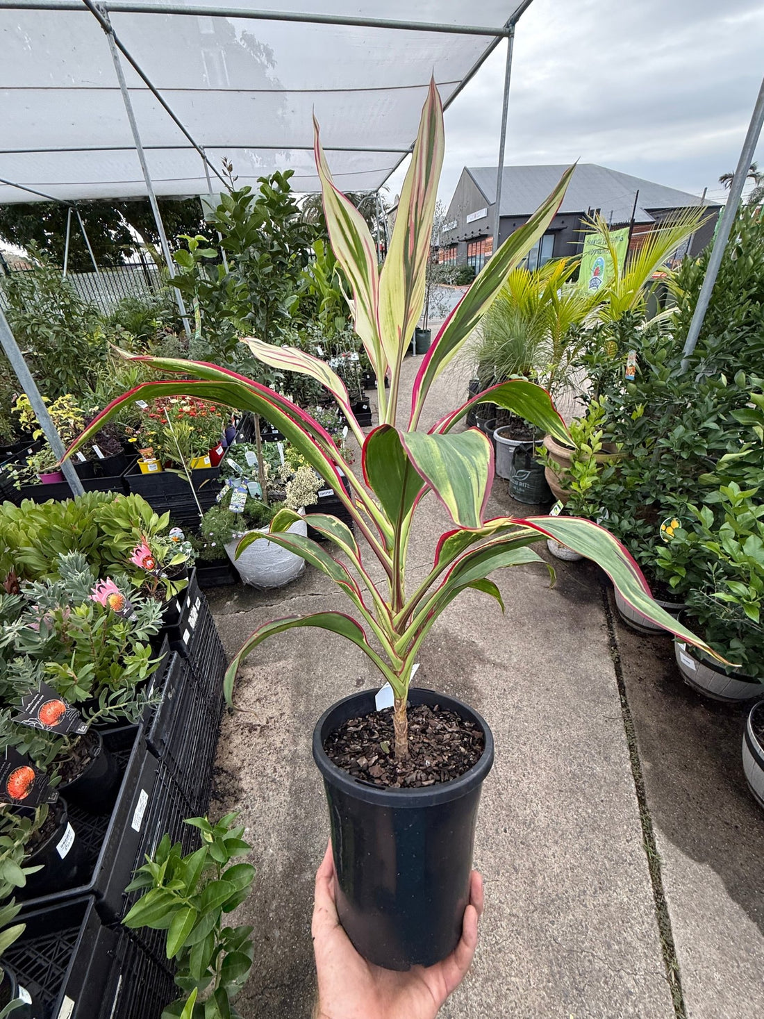 Cordyline John Klass (Cordyline fruticosa) - Ladybird Nursery
