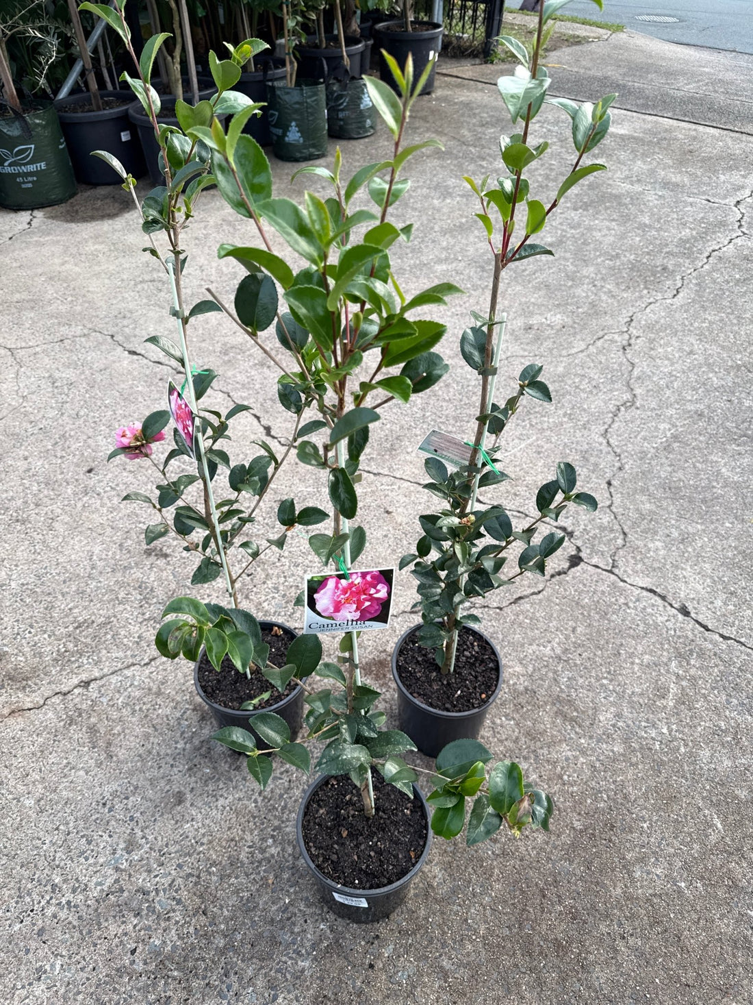 Camellia 'Jennifer Susan' - Ladybird Nursery
