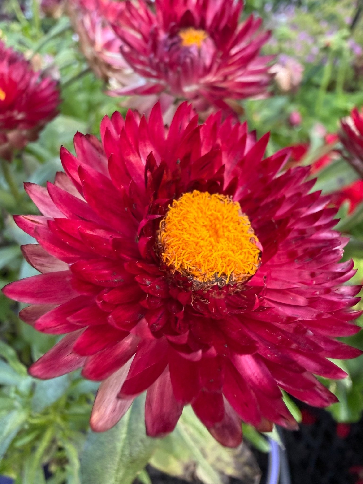 Paper Daisy Mohave 'Purple Red' (Bracteantha) - Ladybird Nursery