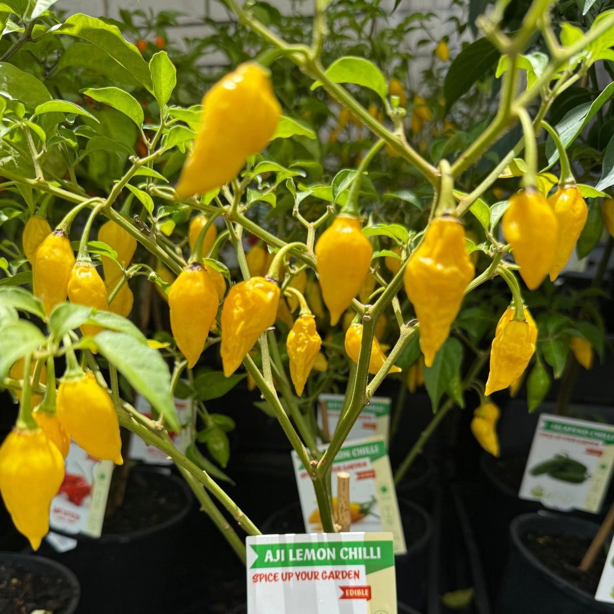 Chilli 'Aji Lemon' - 140mm Pot - Ladybird Nursery