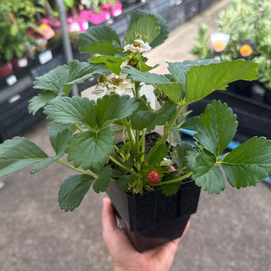 Strawberry 'Summer Breeze Snow' - Ladybird Nursery