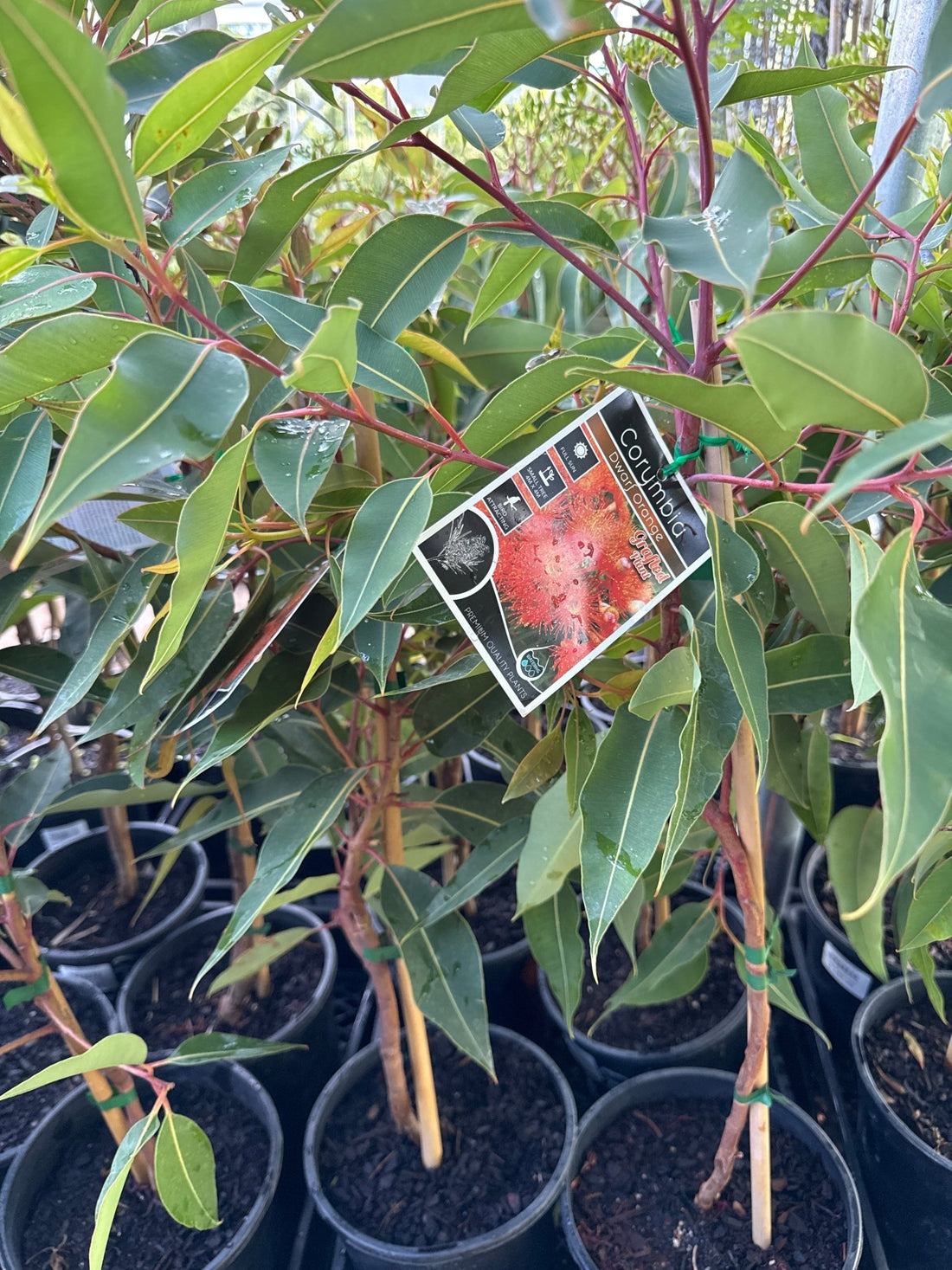 Dwarf Eucalyptus ‘Orange’ (Corymbia ficifolia) - Ladybird Nursery
