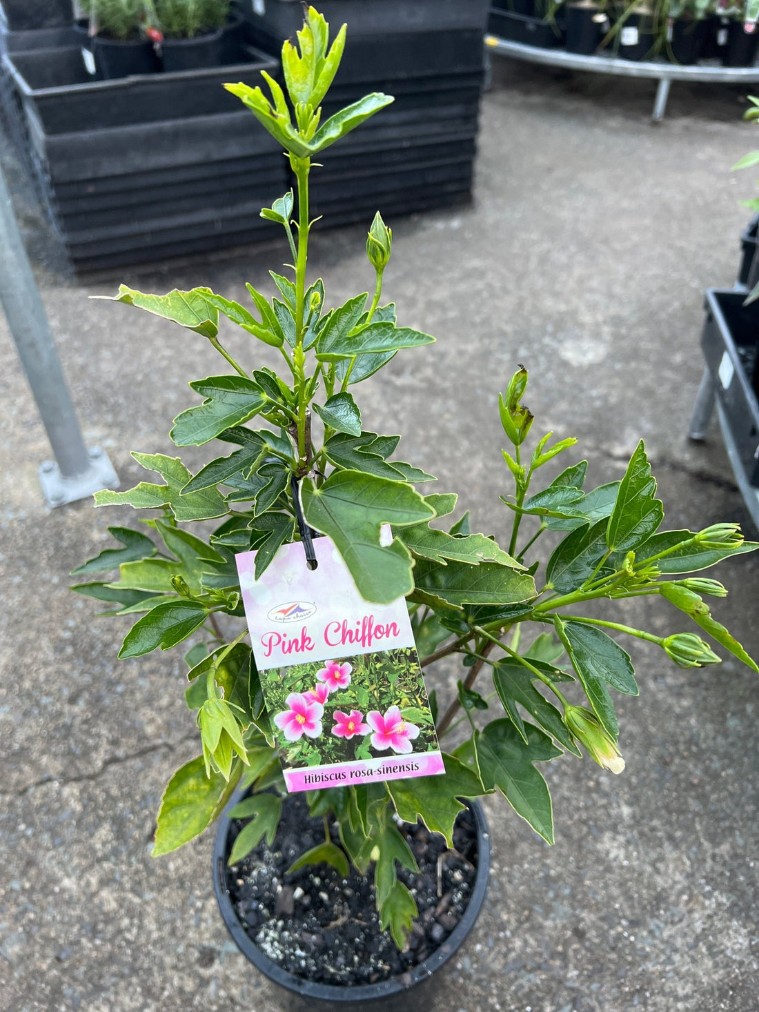 Hibiscus 'Pink Chiffon' (Hibiscus rosa-sinensis) - Ladybird Nursery