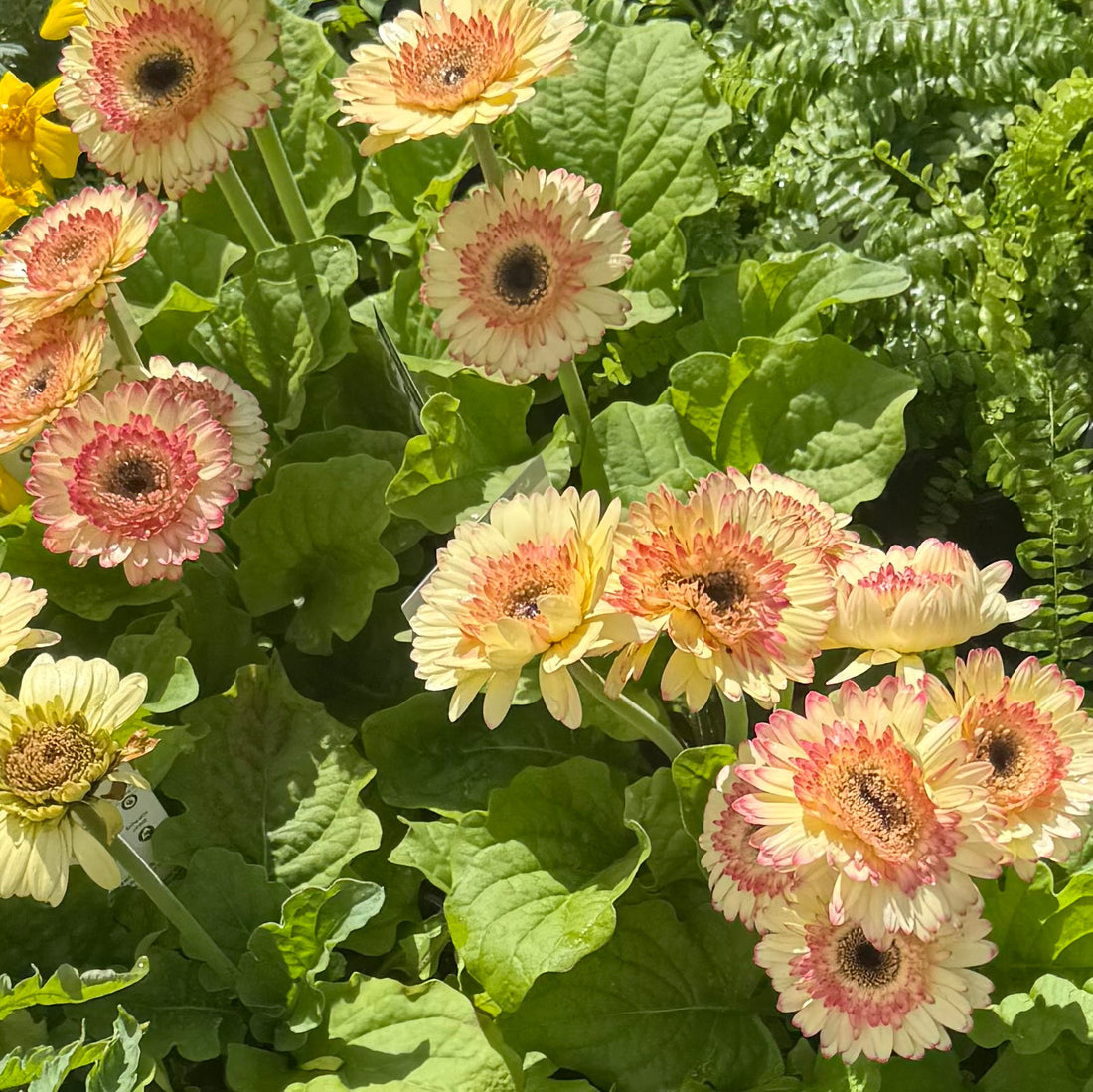 Gerbera 'Tequila Sunrise'