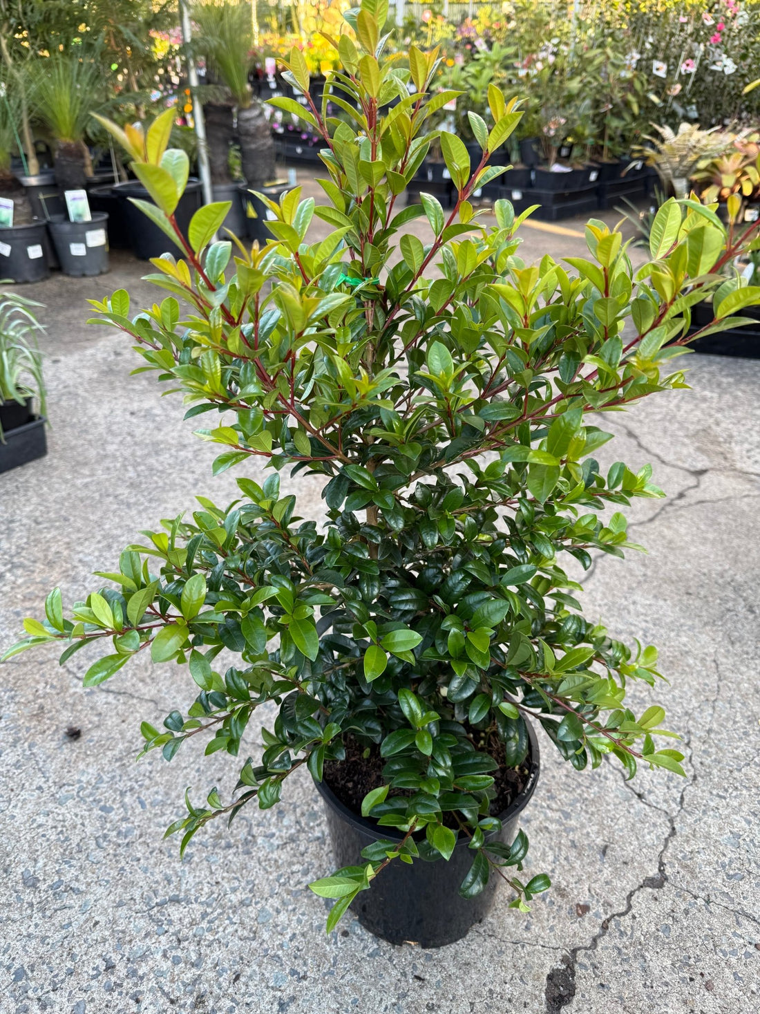 Straight and Narrow (Syzygium australe) - Large - Ladybird Nursery