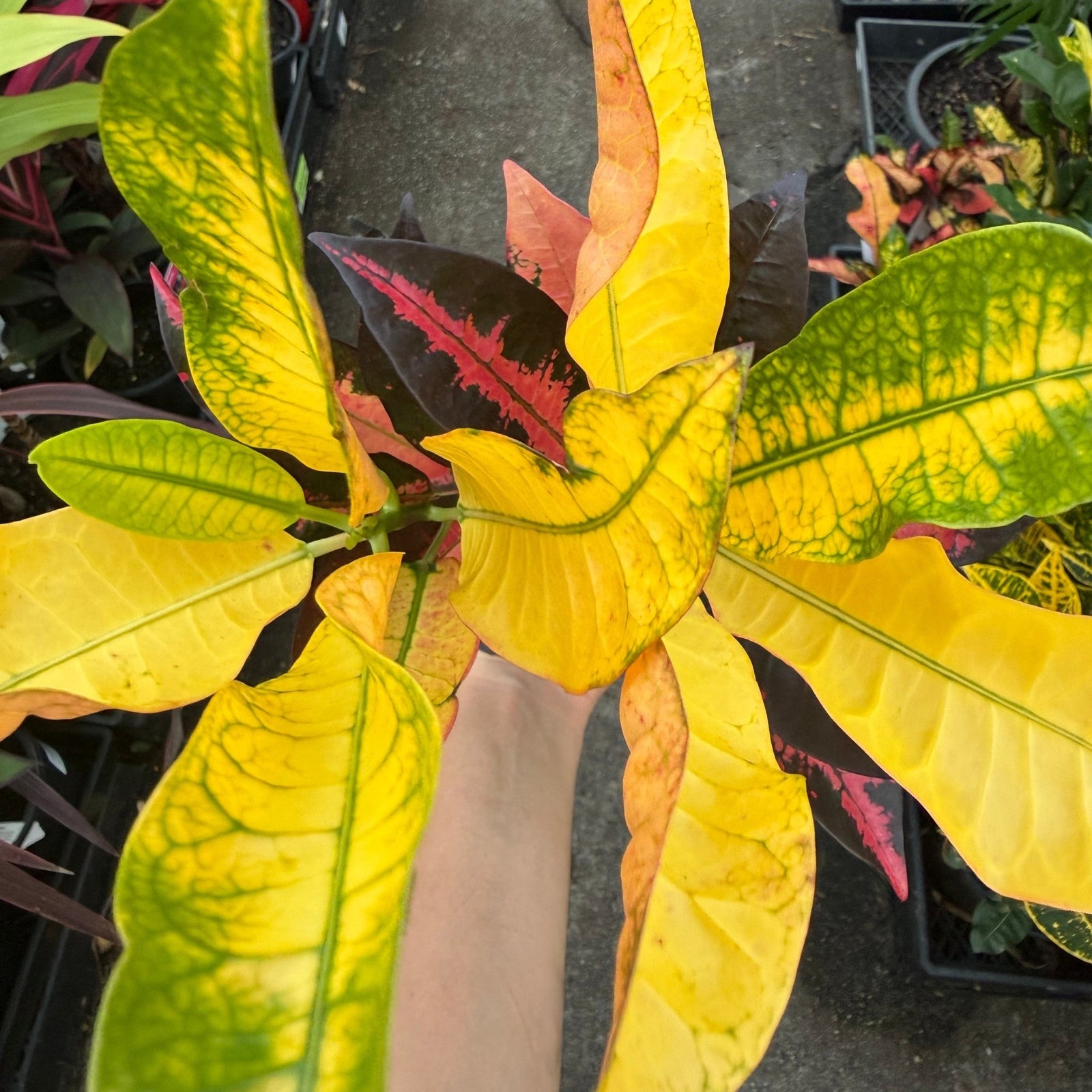Croton 'Mrs Iceton Yellow' - Ladybird Nursery