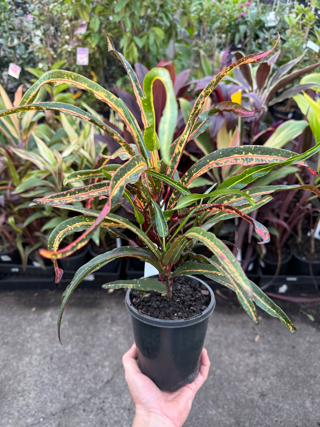 Croton 'Firecracker' - Ladybird Nursery