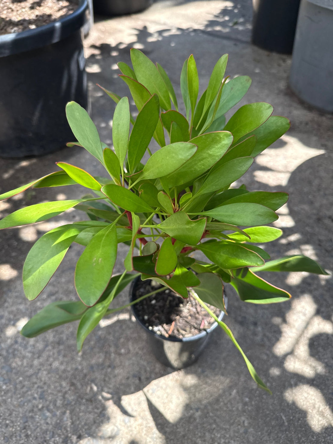 Protea 'Madiba' - Ladybird Nursery
