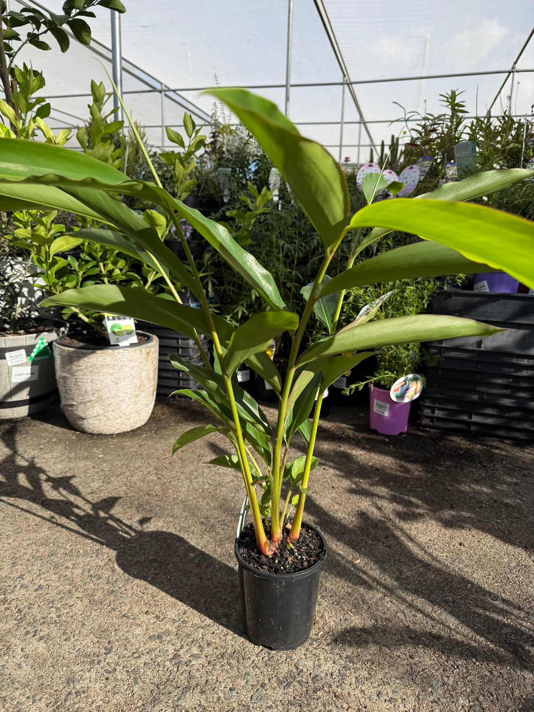 Native Ginger (Alpinia caerulea)