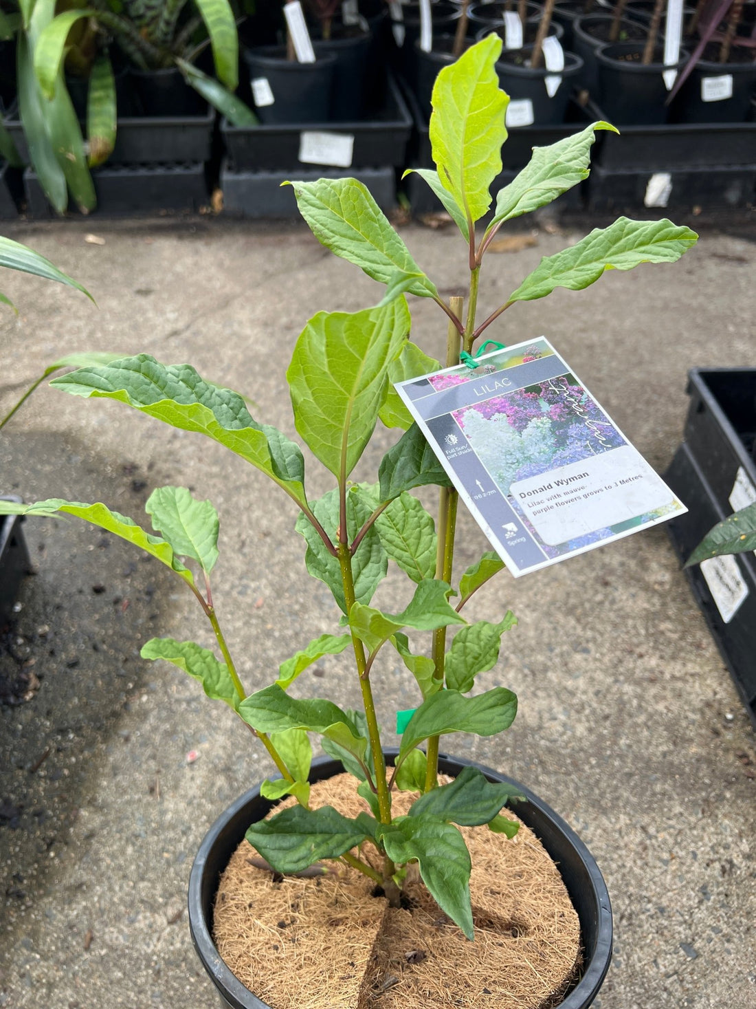 Donald Wyman 'Lilac' (Syringa vulgaris) - Ladybird Nursery