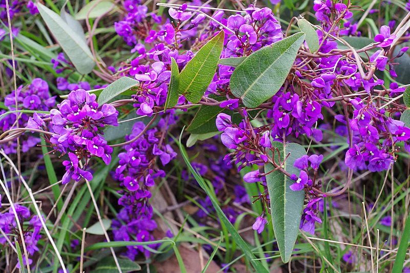 Purple Coral Pea Spray (Hardenbergia violacea) - Ladybird Nursery