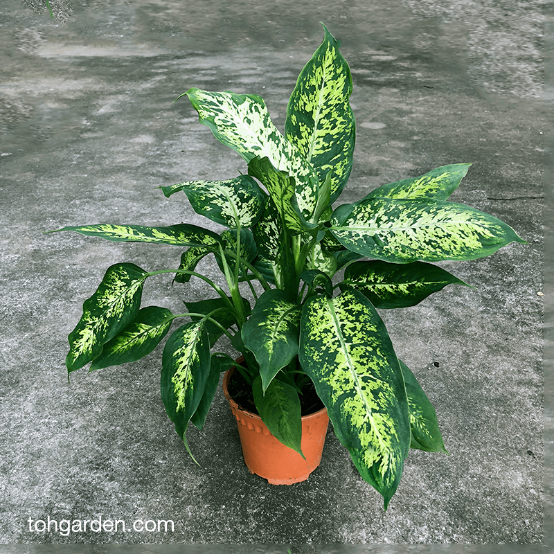 Dieffenbachia 'Compacta' - Ladybird Nursery