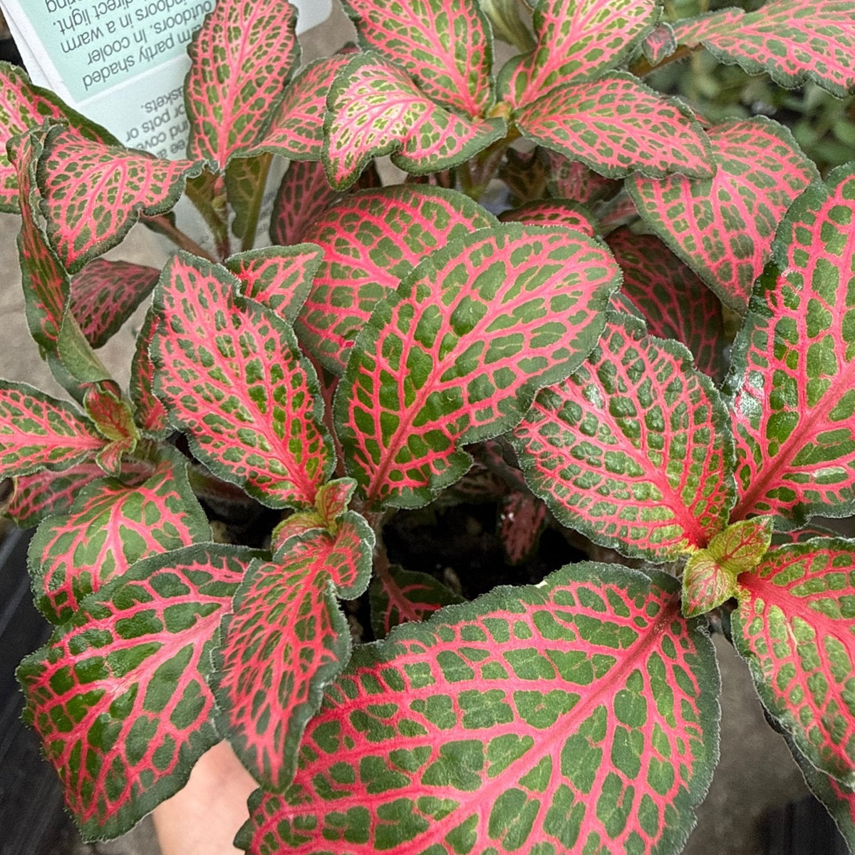 Fittonia ‘Red Flame’ - Ladybird Nursery