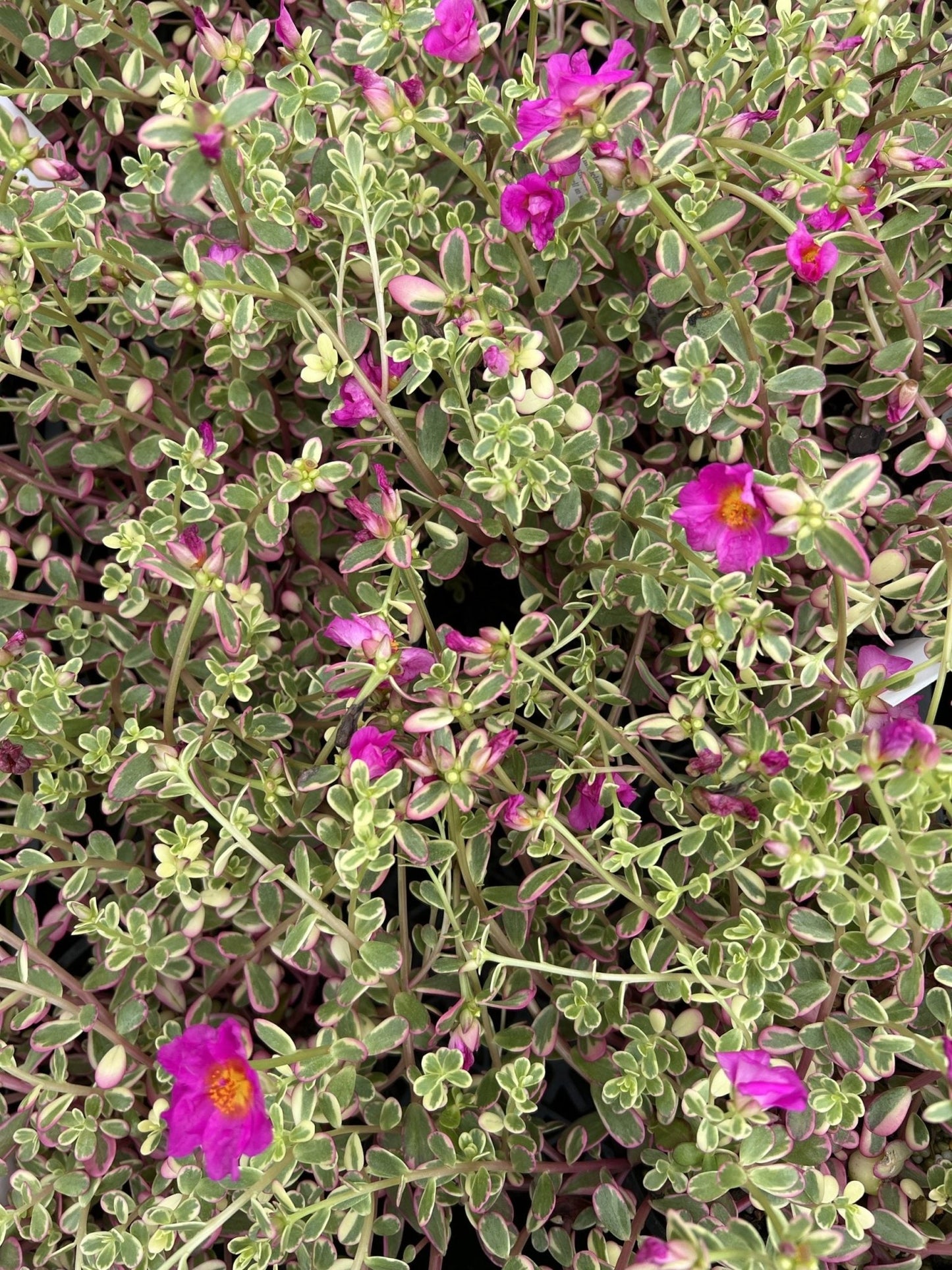 Portulaca Variegated 140mm - Ladybird Nursery