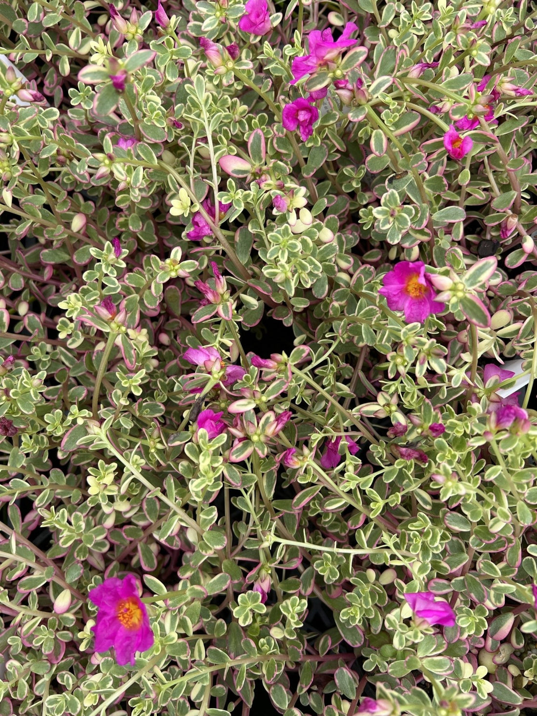 Portulaca Variegated 140mm - Ladybird Nursery