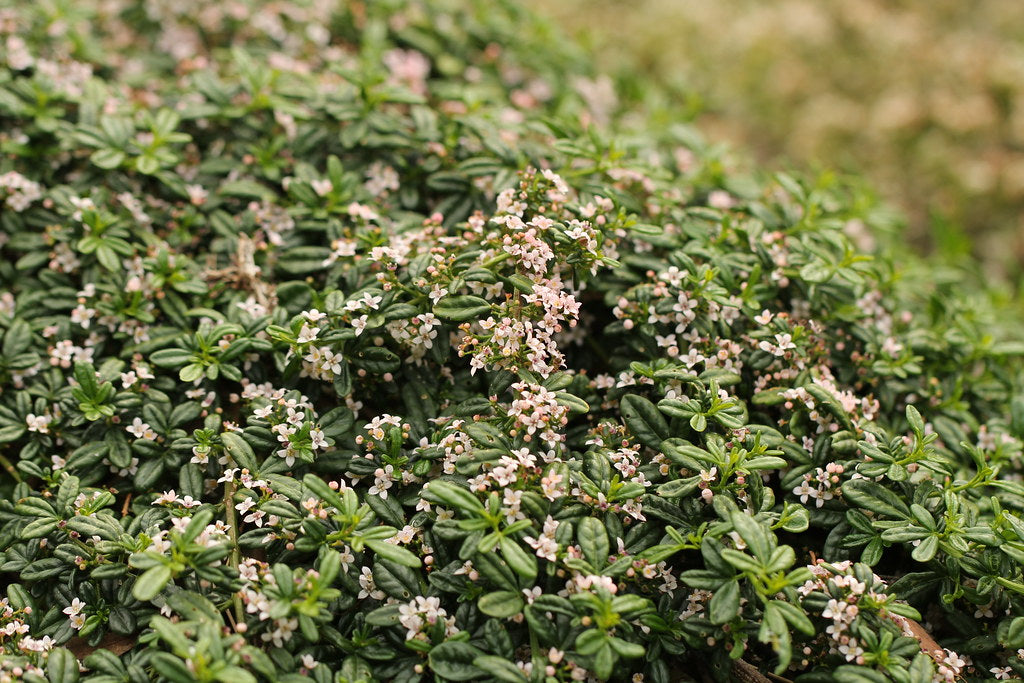 Carpet Star (Zieria prostrata)