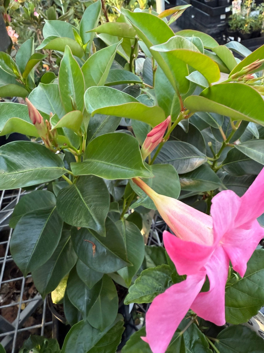 Mandevilla Guinevere (Dipladenia sanderi) - Ladybird Nursery
