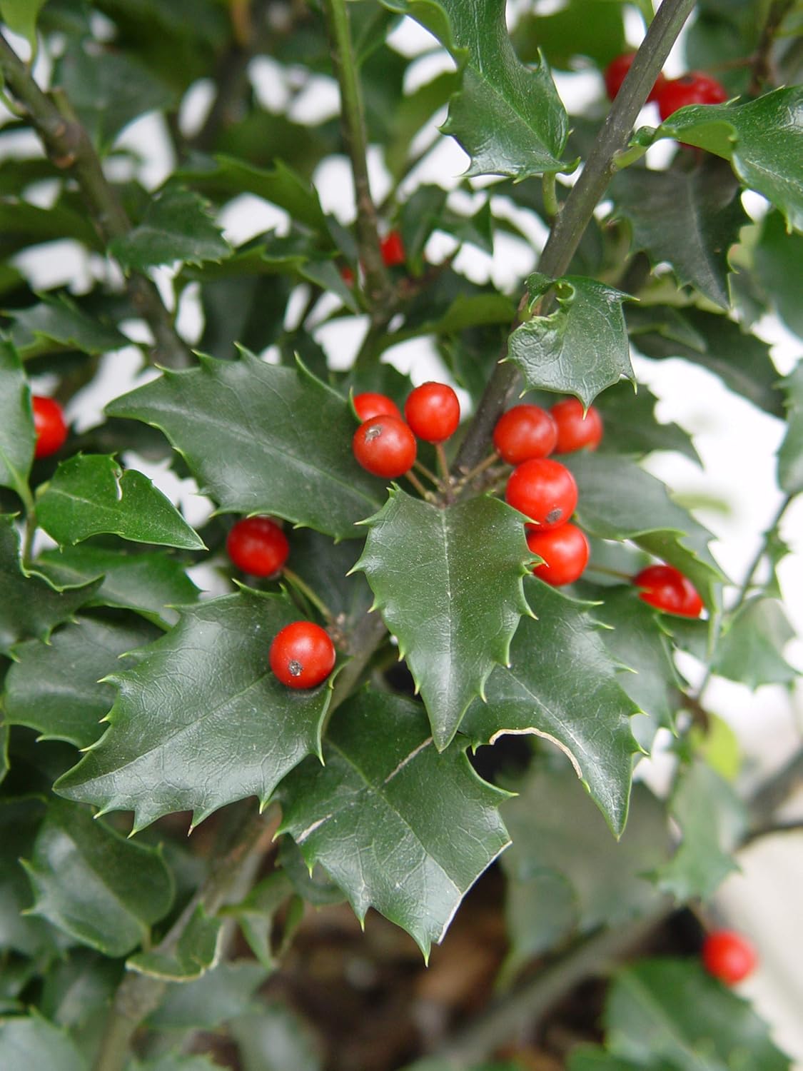 Blue Prince Holly (Ilex meserveae) - Ladybird Nursery