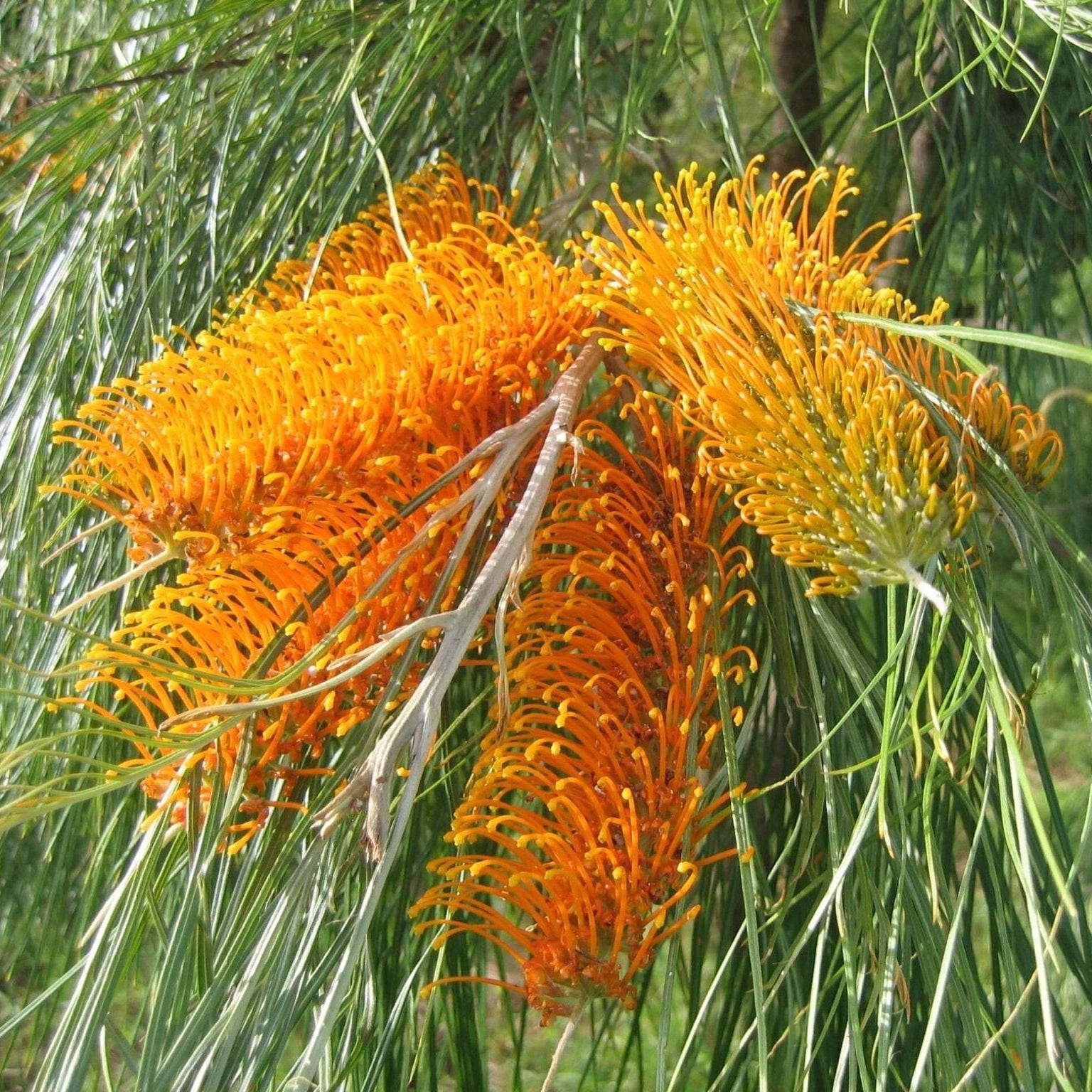Grevillea Kimberley Moon - Ladybird Nursery