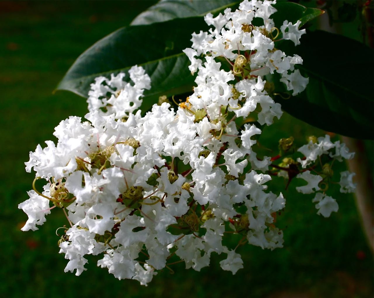 Crepe Myrtle 'Natchez' (Lagerstroemia) - Advanced (PICK UP ONLY) - Ladybird Nursery