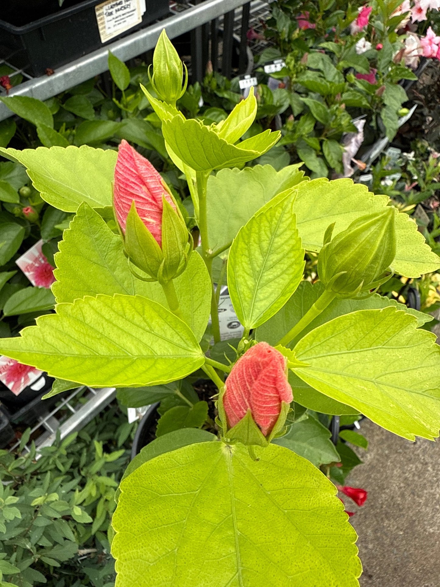 Hibiscus 'Shabby Chic' - Ladybird Nursery