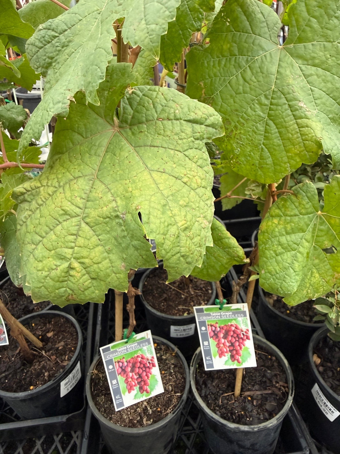 Grape 'Crimson Seedless' - Large (QLD ONLY) - Ladybird Nursery