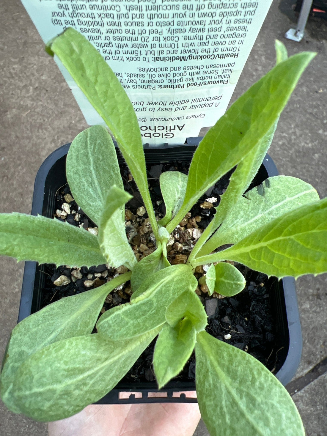 Artichoke Green (Pickup Only) - Ladybird Nursery