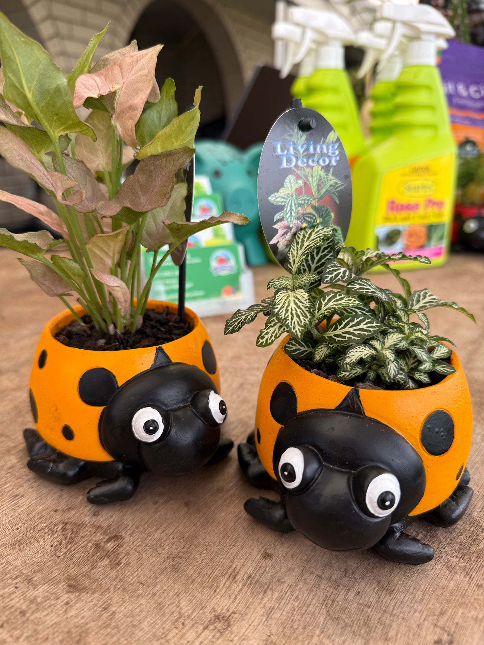 Yellow Ladybird Planter with Assorted Indoor Plant