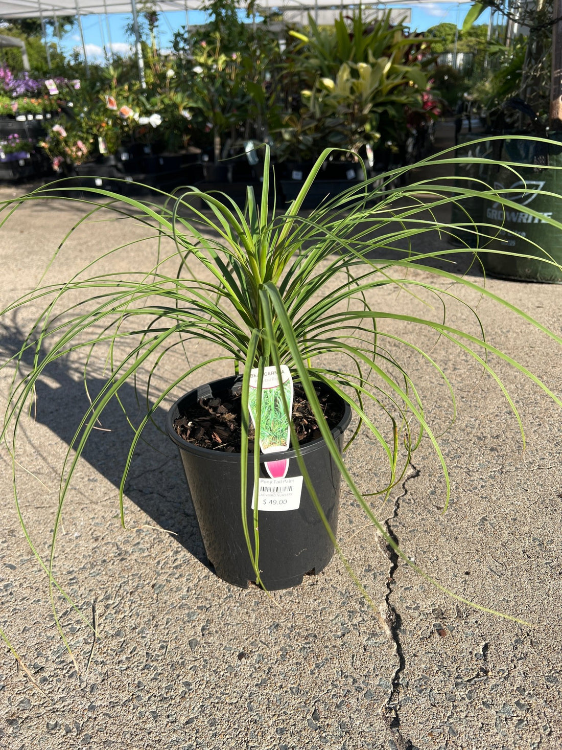 Pony Tail Palm - Large - Ladybird Nursery